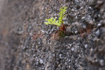 A small plant is growing out of a crack in a concrete wall