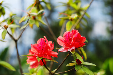 Beautiful blooming red azalea flowers branch in natural sunlight in bright garden