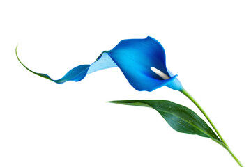 a blue flower with a stem and leaves