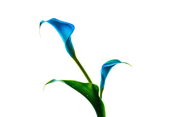 a blue flower is in a vase on a table