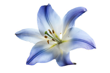 a blue flower with a white background