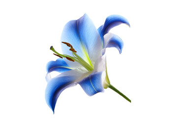 a blue flower with a white background