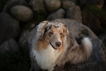 Fototapeta premium A beautiful red merle Australian Shepherd dog lounges comfortably amongst the rocks in an outdoor area. The fluffy canine appears calm and content in the natural setting