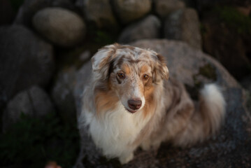 Fototapeta premium An Australian Shepherd dog with red merle fur sits calmly on a rock formation. It is in a rural landscape setting. The dog looks into the distance during a calm afternoon