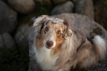An Australian Shepherd with red merle fur sits peacefully on a rock in a natural landscape. The fluffy dog looks directly towards the camera with soulful eyes