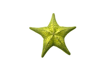 a green starfish on a white background