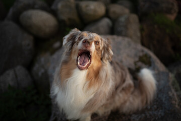 An adorable, fluffy red merle Australian Shepherd puppy stands among boulders and looks upward...