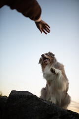 An enthusiastic red merle Australian Shepherd stands on a rock, reaching with its paw toward a...