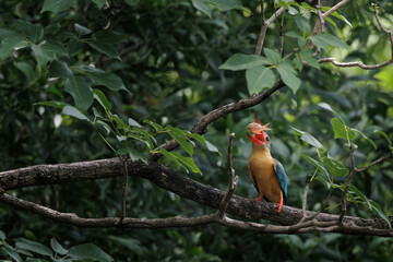 Stork-billed Kingfisher, Pelargopsis capensis perching on tree branch in forest park, massive...