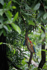 Stork-billed Kingfisher, Pelargopsis capensis, parent bird feeding chick on tree branch in forest park, massive kingfisher with a large scarlet bill, habitat near lake or pond, fish prey in bird mount