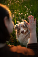 An Australian shepherd with red merle fur playfully interacts with a person in a field of grass. The dog seems very attentive, looking directly at the person during playtime
