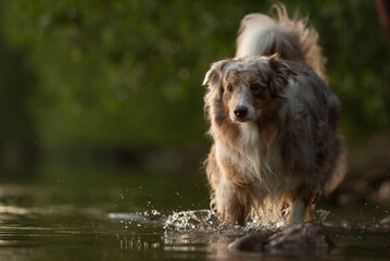 A red merle Australian shepherd slowly wades through the shallow water of a river, making splashes...