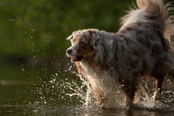 An energetic red merle Australian shepherd joyfully splashes through shallow water. It seems to be early evening, with a soft golden light across the green background