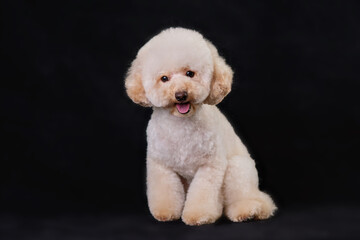 A sitting apricot-colored poodle puppy on a black background