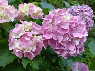 pink hydrangea flowers　ピンク色の紫陽花