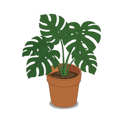 Illustration of a vibrant green Monstera deliciosa plant in a terracotta pot.
