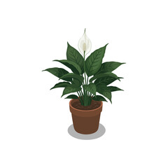 Illustration of a potted peace lily plant with white flowers and lush green leaves.