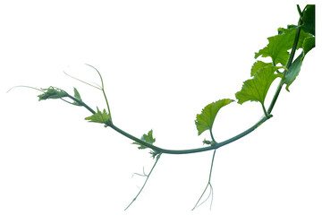 Green vines plant  and vine shoots isolated on white background. With copy space and clipping path.