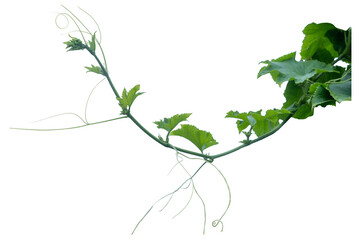 Green vines plant  and vine shoots isolated on white background. With copy space and clipping path.