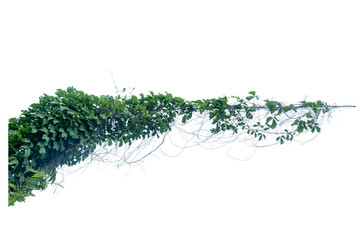 Green vines plant  and vine shoots isolated on white background. With copy space and clipping path.