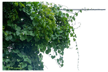 Green vines plant  and vine shoots isolated on white background. With copy space and clipping path.