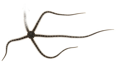 Brittle Star with Long Flexible Arms: Agile Echinoderm of the Ocean Floor