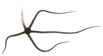 Brittle Star with Long Flexible Arms: Agile Echinoderm of the Ocean Floor