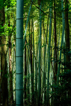Bamboo Forest, Wakayama, Japan