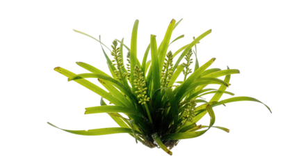 Eelgrass with Ribbon-Like Leaves: Vital Underwater Meadows of the Coast