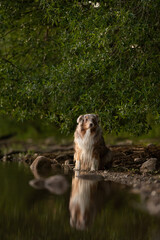 A red merle Australian Shepherd sits on the edge of a body of water. The dog's reflection is visible in the water. Lush green trees provide a backdrop during the day