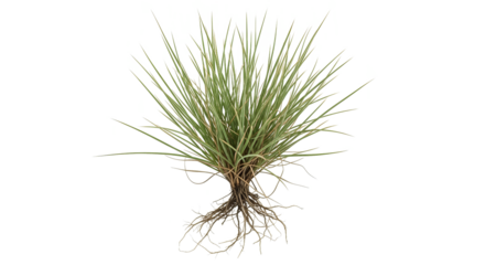 Salt Marsh Grass – Vital Coastal Vegetation Supporting Wetland Ecosystems