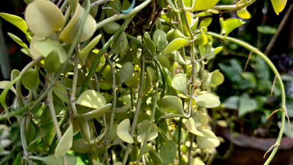 Beautiful natural background of succulent and drought-resistant plants. Small, shrubs, ornamental and cute flowers for city life