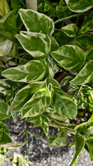 Beautiful natural background of succulent and drought-resistant plants. Small, shrubs, ornamental and cute flowers for city life