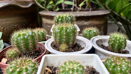 Beautiful natural background of succulent and drought-resistant plants. Small, shrubs, ornamental and cute flowers for city life