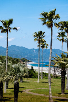 Palm Trees on the Beach at Wakayama, Japan