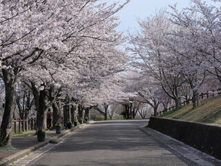 成田市さくらの山公園の満開の桜。