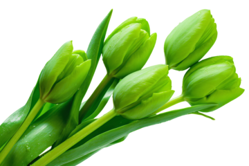 a bunch of green tulips are in a vase