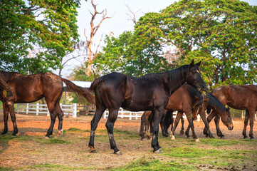 Horses enjoy life in outdoor domestic horse farm 