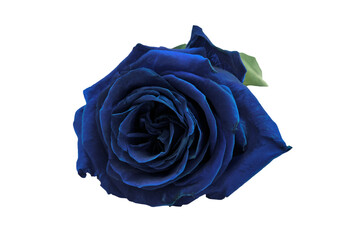 a blue rose with a green stem on a white background