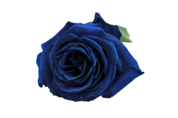 a blue rose with a green stem on a white background