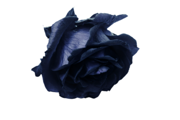 a single blue rose is shown against a white background
