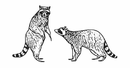 Vintage hand-drawn illustration of two raccoons in black and white, ideal for wildlife, forest, or nature-themed designs