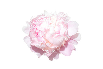 a pink flower on a white background