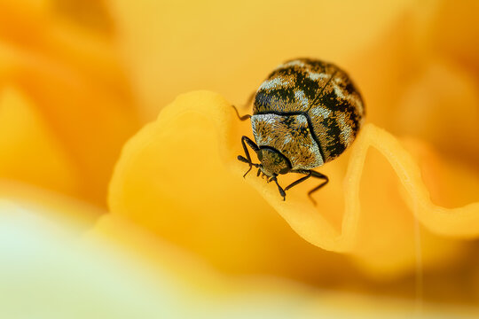 Varied Carpet Beetle - Anthrenus verbasci, beautiful small colored beetle from European meadows and gardens, Czech Republic.
