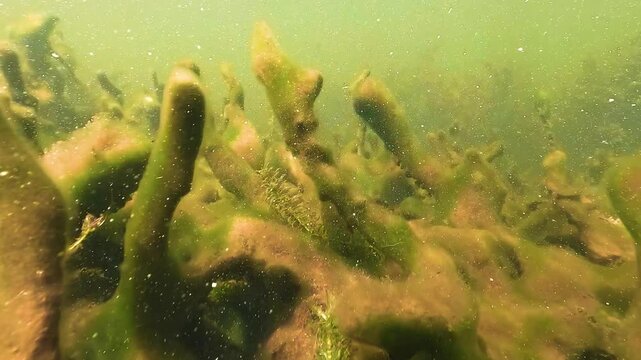 Advancing along the lakebed of Parentis Lake, France, in summer. Heat triggers green algae bulb growth, generating cyanobacteria dangerous on contact or ingestion.