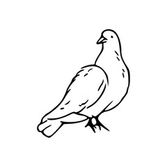 minimalist dove outline drawing