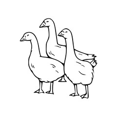 farm animals: group of geese outline