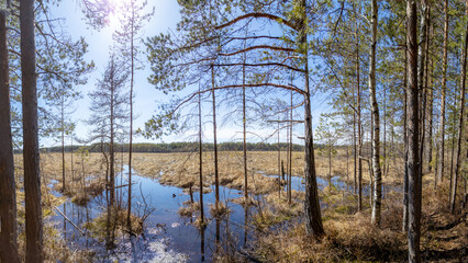 Sunlit spring floods create mirror lakes among pines and birches, melting into golden marshes under...