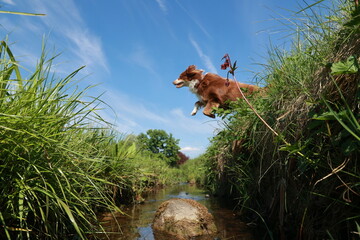 A brown and white dog is jumping over a stream