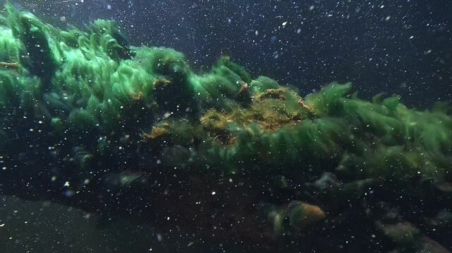 Toxic blue-green algae parasitize a submerged tree branch in Parentis lake, France. These algae promote cyanobacteria dangerous to humans and lethal to dogs.